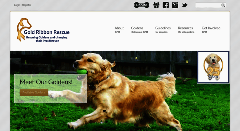 encontre golden retriever