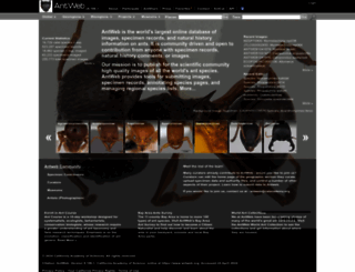 antweb.org screenshot