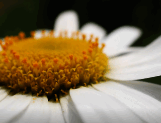 biomimicrychicago.org screenshot