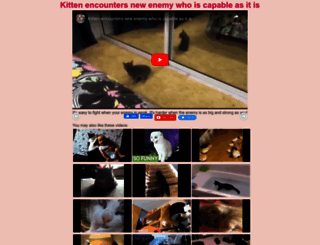 cats-videos.com screenshot