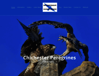 chichesterperegrines.co.uk screenshot