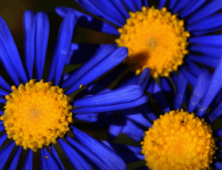 darlingwildflowers.co.za screenshot