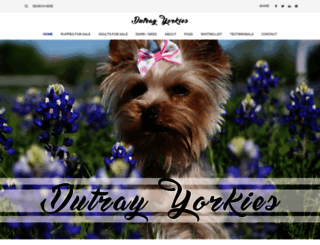 dutrayyorkies.com screenshot