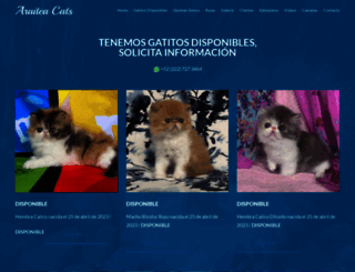 gatospersas.com.mx screenshot