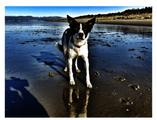 happydog.co.nz screenshot