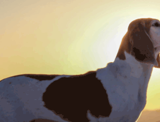 harehund.net screenshot