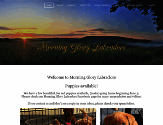 morningglorylabradors.com screenshot