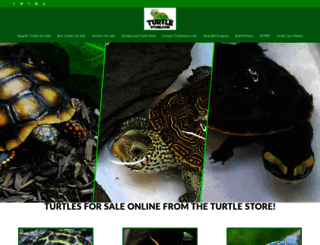 turtlestore.com screenshot