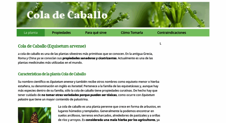 Access Coladecaballo Es La Planta Cola De Caballo Equisetum