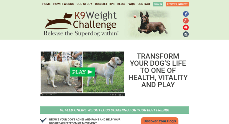 pet weight loss program