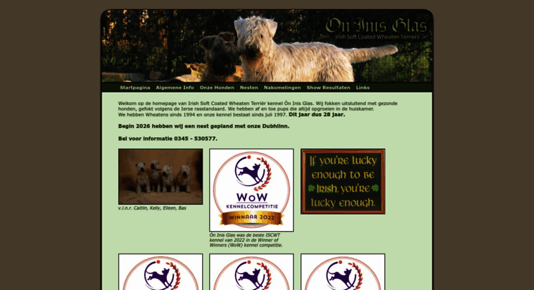 ierse soft coated wheaten terrier
