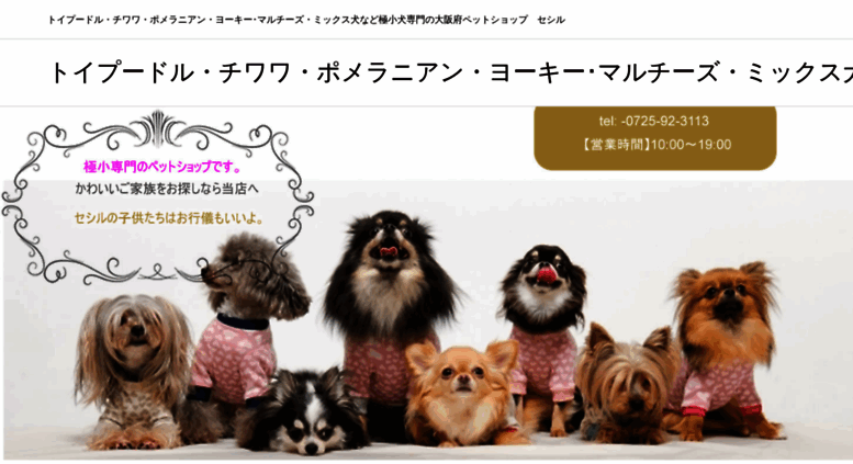 Access Pet Cecil Com トイプードル チワワ ポメラニアン ヨーキー マルチーズ ミックス犬など極小犬専門の大阪府ペットショップセシル トイプードル チワワ ポメラニアン ヨーキー マルチーズ ミックス犬など極小犬専門の